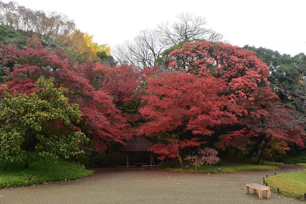 Vườn Koishikawa Kōrakuen