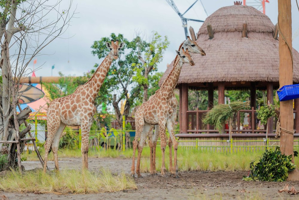 Vương Quốc Muông Thú – Safari Lớn Nhất Miền Bắc