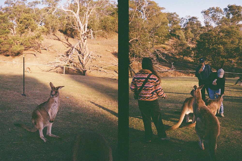 collage of kangaroos in Bonorong Wildlife Sanctuary