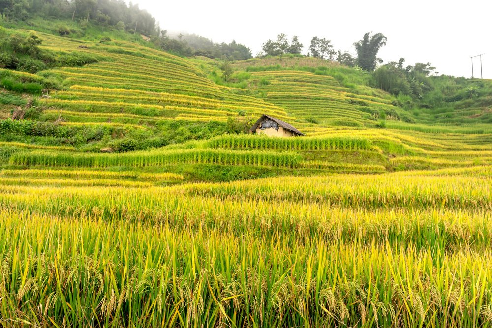 Check-in Ruộng Bậc Thang Pù Luông