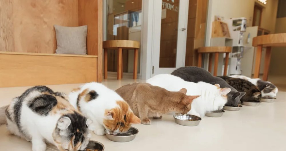 Visit this cat cafe at Tokyo!