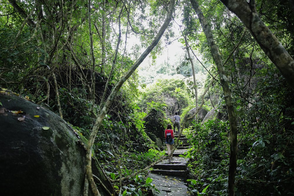Khám Phá Rừng Nguyên Sinh