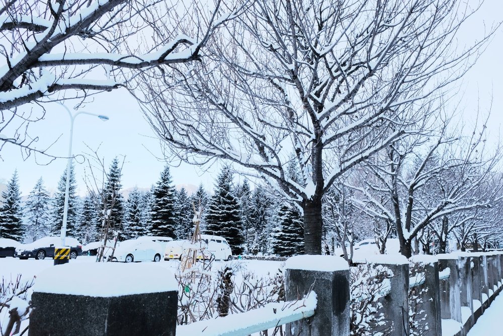  Trượt Tuyết Và Tham Gia Lễ Hội Tuyết Sapporo Ở Hokkaido, Nhật Bản