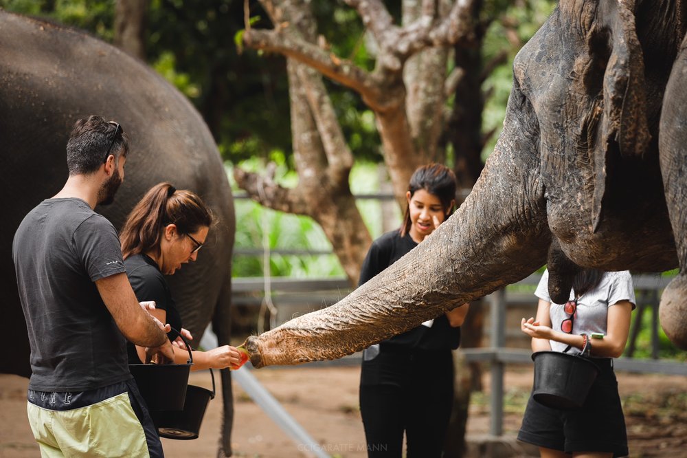A couple feeding some elephants