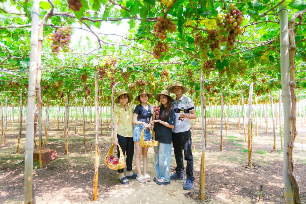 Vườn Nho Thái An - Trải Nghiệm Thu Hoạch Cùng Người Dân