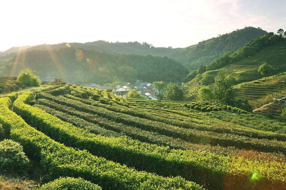 Buổi Trưa Ở Thôn Long Tỉnh: Thảnh Thơi Thưởng Thức Trà Ngon