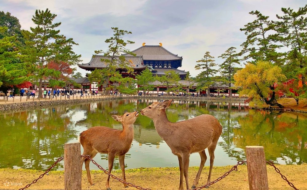 Chùa Todai-ji Ở Nara – Nơi An Nhiên Gặp Gỡ Linh Thiêng