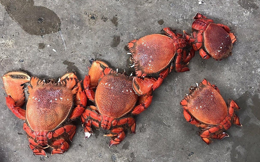 Hải Sản Tươi Sống và Cua Huỳnh Đế