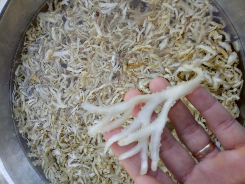 Rau Câu Chân Vịt