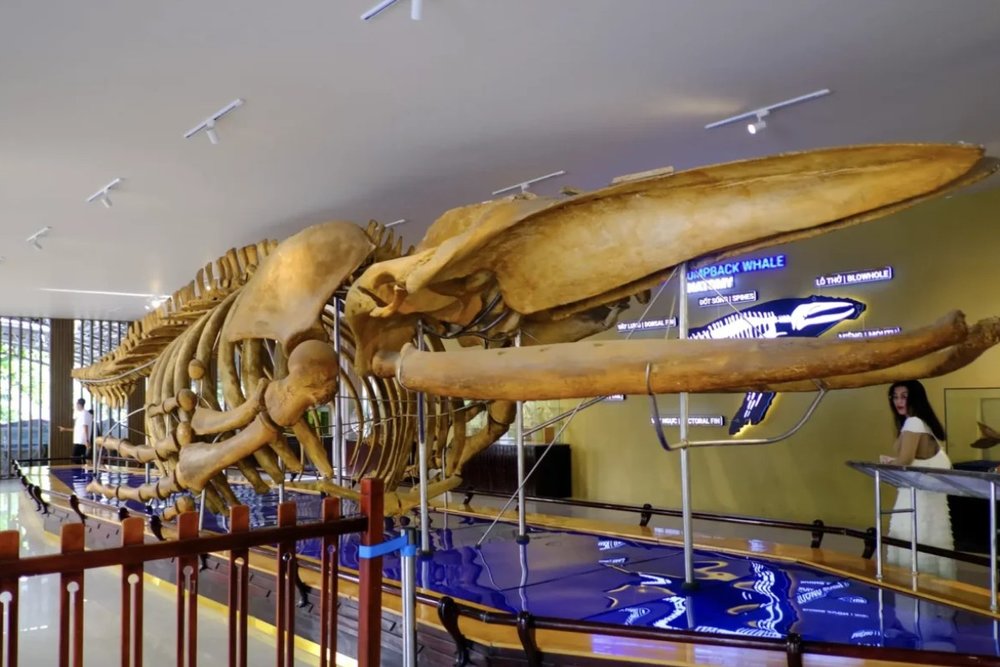 Chiêm Ngưỡng Bộ Xương Hóa Thạch Sinh Vật Biển