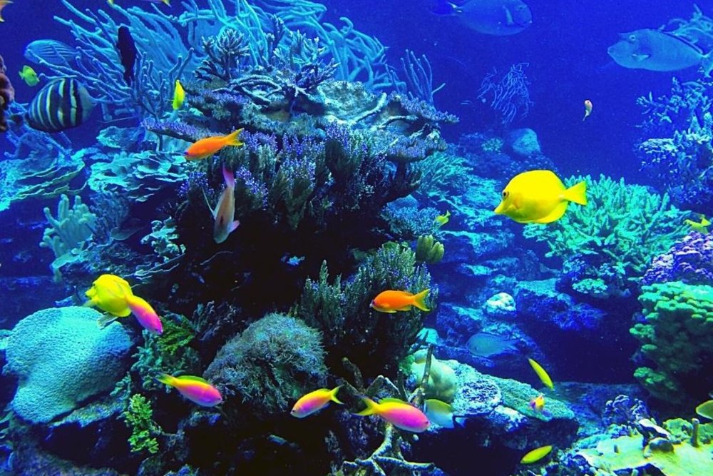 Trải Nghiệm Khu Tham Quan Ngoài Biển