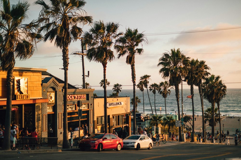The palm trees lining the streets of LA by the beach