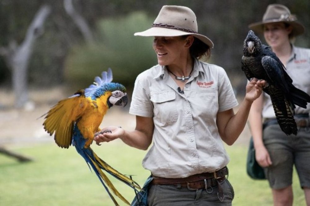 飛禽獵鳥秀，南澳洲