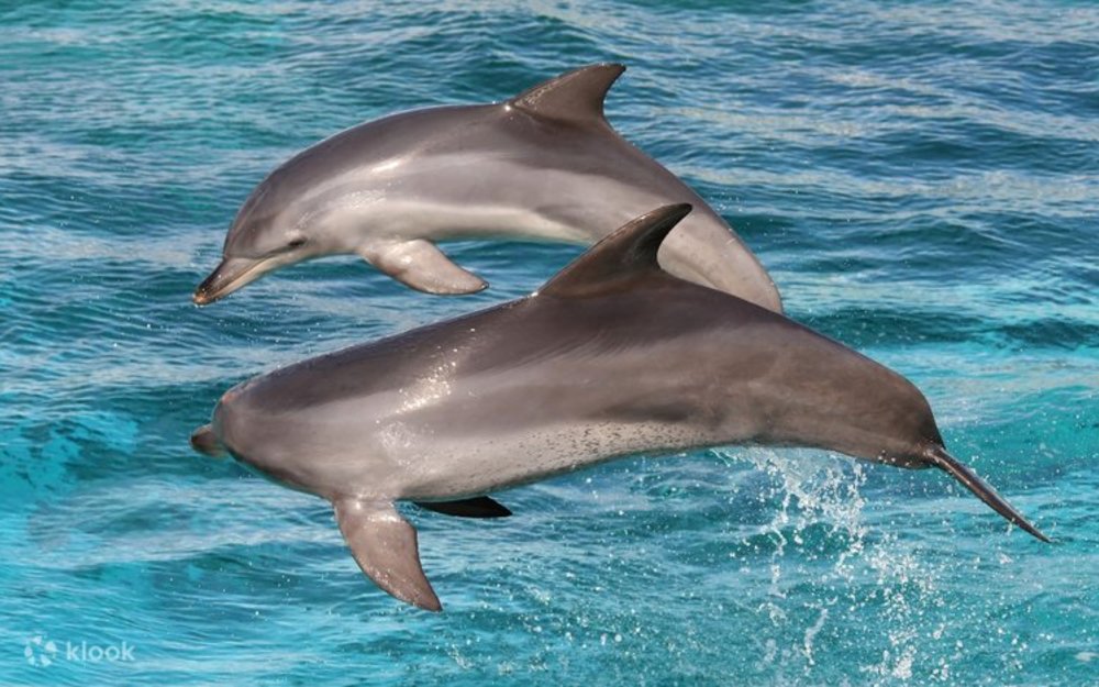 袋鼠島海洋巡游