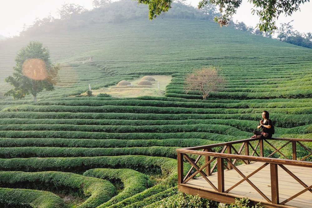 Đồi Chè Xanh Boseong - Bức Tranh Mướt Mắt Tựa Phim Hàn