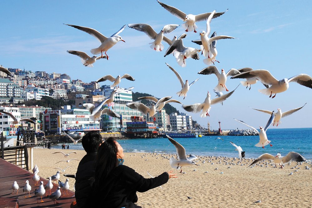 Thành Phố Busan - Nhịp Sống Biển Năng Động Và Rực Rỡ