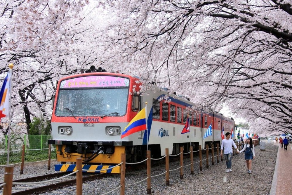Ga Gyeonghwa - Con Đường Hoa Anh Đào Đẹp Như Tranh
