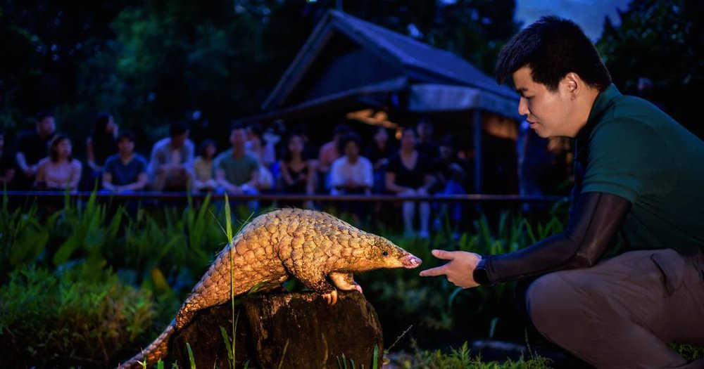 Singapore Zoo/Night Safari: Lựa Chọn Tour Vườn Thú Ban Ngày Hoặc Ban Đêm