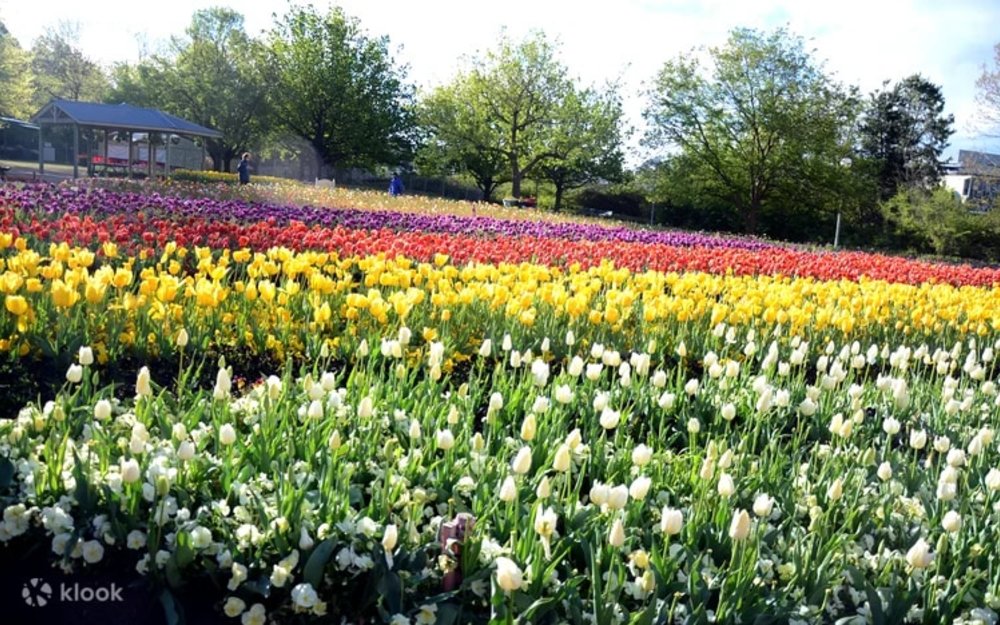 Canberra Floriade Flower Festival