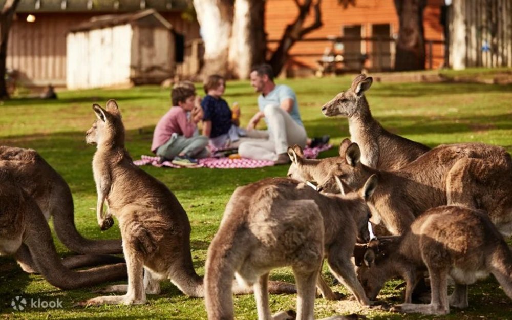 Bonorong Wildlife Sanctuary