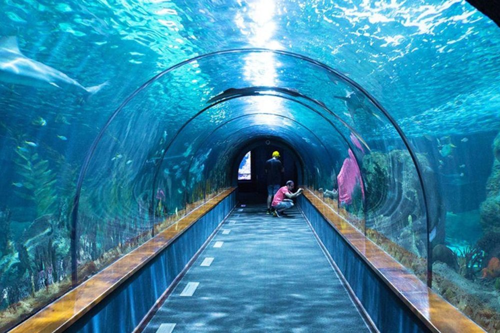 Chiều - Thăm Thủy Cung SEA LIFE Bangkok Ocean World