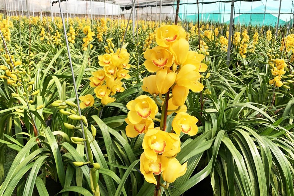 Tham Quan Vườn Hoa & Vườn Lan - Check-in Giữa “Xứ Sở Ngàn Hoa”