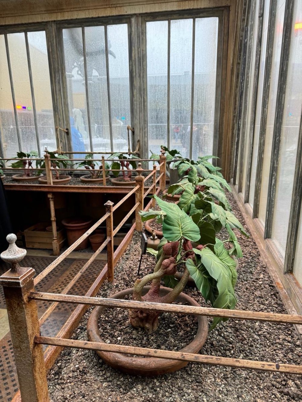 Mandrakes at Professor Sprout’s Greenhouse / Photo Credits: Klook User