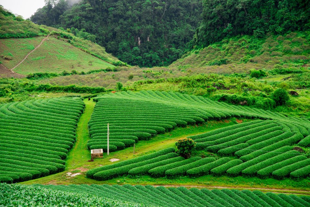 Mộc Châu – Thung Lũng Hoa Mận Trắng Ngút Ngàn