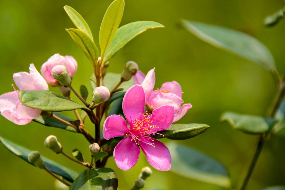 Check-in Rừng Hoa Sim Tím Mộng Mơ