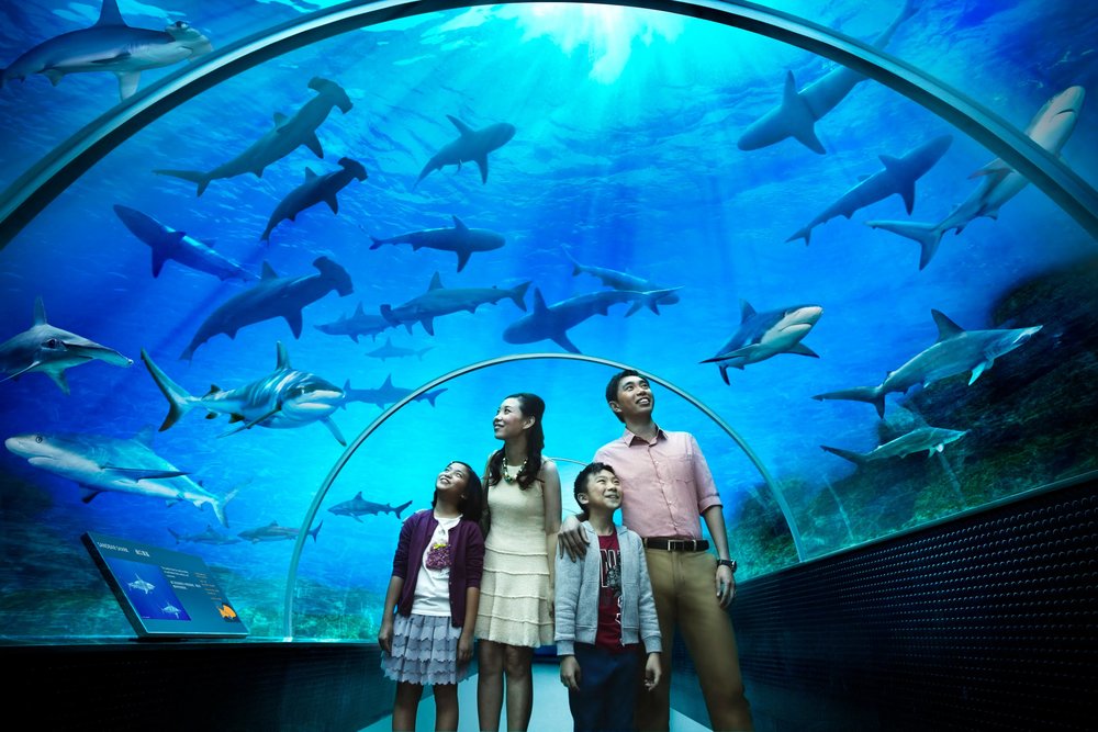 Singapore Oceanarium: Khám Phá Thủy Cung Khổng Lồ Dưới Lòng Đất