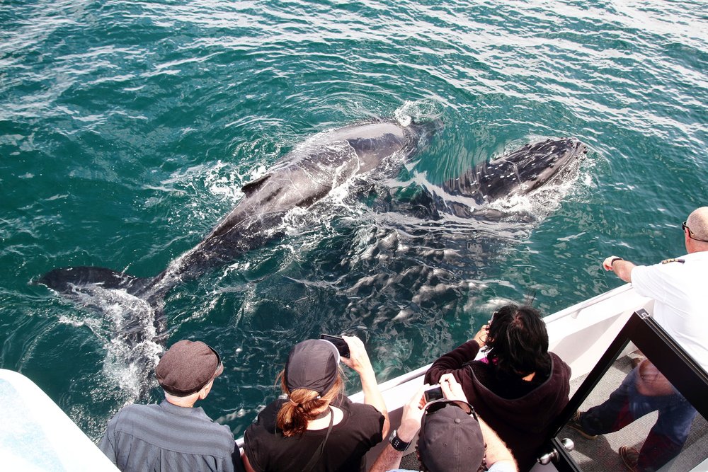 Get up close and personal with Australian humpback whales