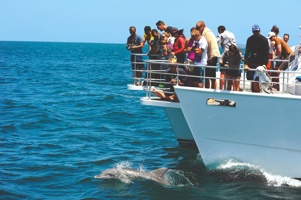 The crystal blue waters allow you to see these dolphins in their natural habitat easily