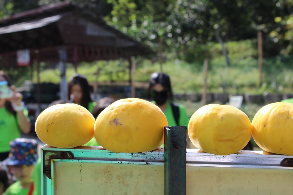 Trang Trại Penang Tropical Fruit Farm: Thưởng Thức Trái Cây Nhiệt Đới