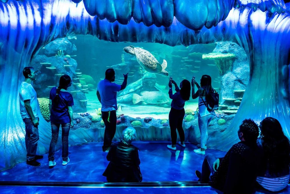SEA LIFE Sydney Aquarium - Hành Trình Đại Dương Giữa Thành Phố Lớn
