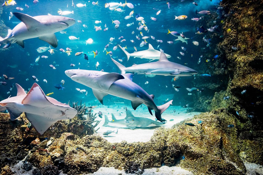 SEA LIFE Sydney Aquarium - Hành Trình Đại Dương Giữa Thành Phố Lớn