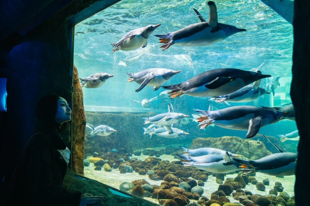 Shark Valley - Dạo Bước Dưới Đường Hầm Cá Mập Huyền Thoại