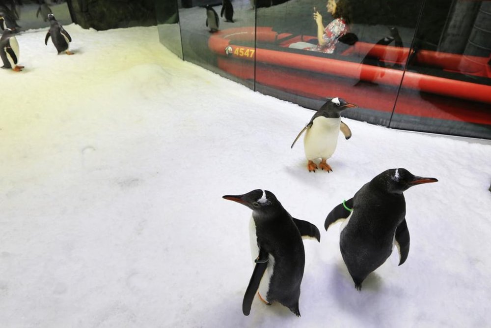 Penguin Expedition - Du Ngoạn Giữa Vùng Băng Giá Nam Cực