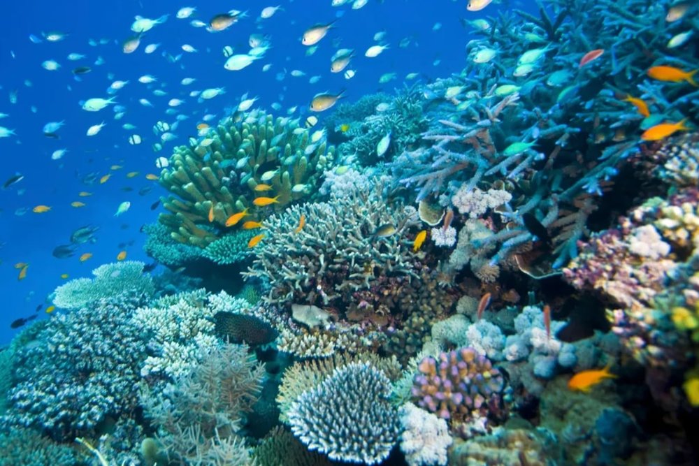 Great Barrier Reef Zone - Hành Trình Qua Rạn San Hô Huyền Ảo