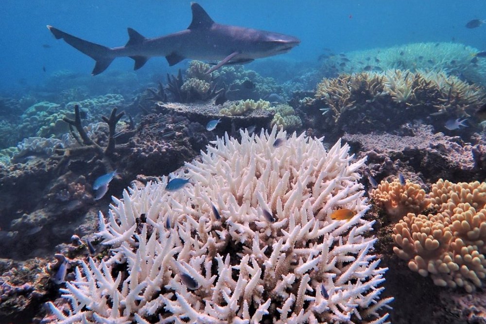 Great Barrier Reef Zone - Hành Trình Qua Rạn San Hô Huyền Ảo