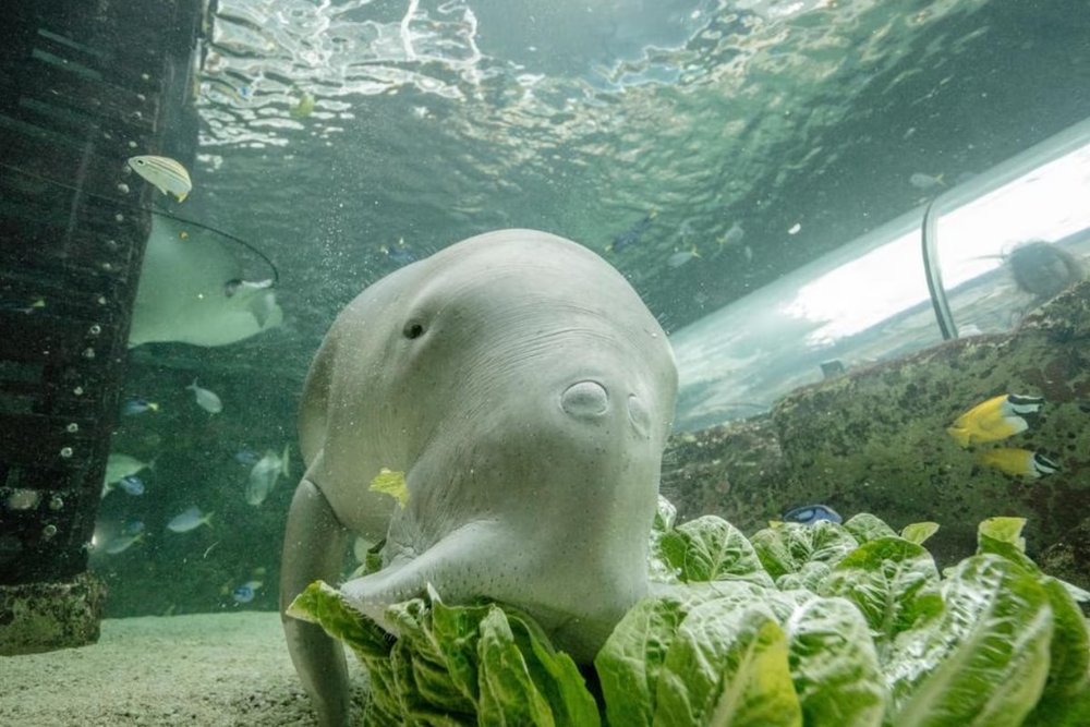  Dugong Island - Gặp Gỡ “Nàng Tiên Cá” Của Đại Dương