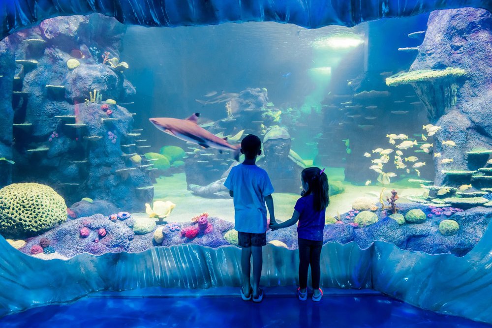 South Coast Shipwreck - Khởi Đầu Hành Trình Giữa Con Tàu Đắm Bí Ẩn