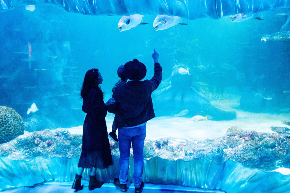 Mua Vé Thuỷ Cung SEA LIFE Sydney Aquarium Ở Đâu?