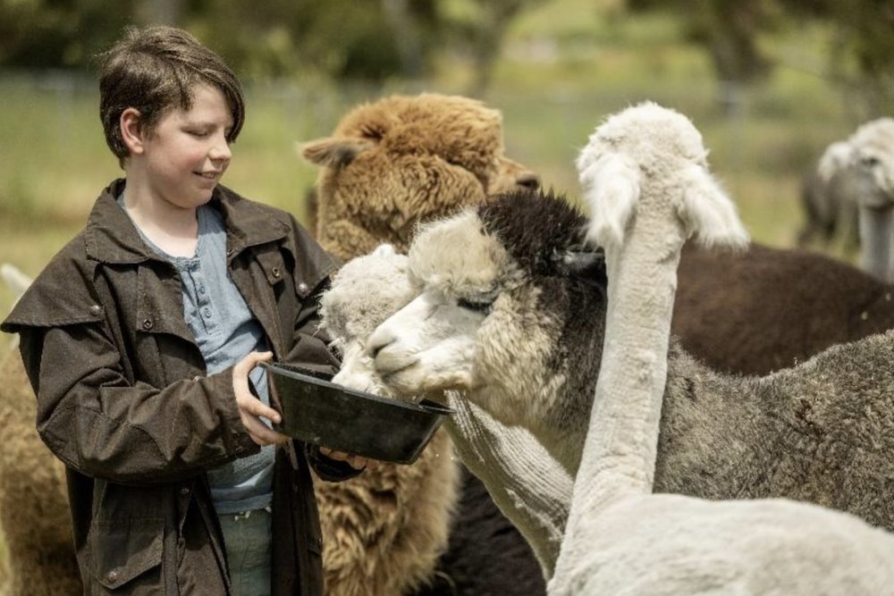 索夫特羊駝牧場