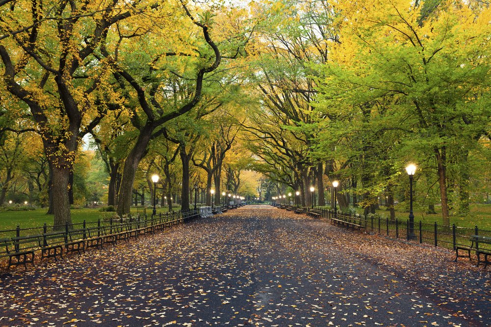 One of the scenic paths at Central Park