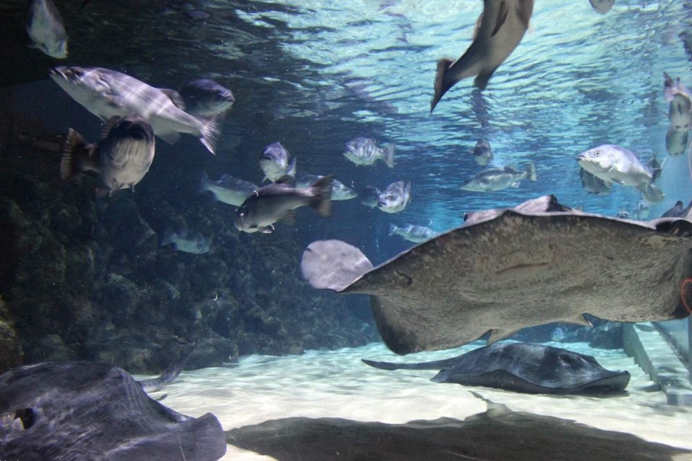 Thủy Cung SEA LIFE Kelly Tarlton’s - Đại Dương Thú Vị Ở Auckland