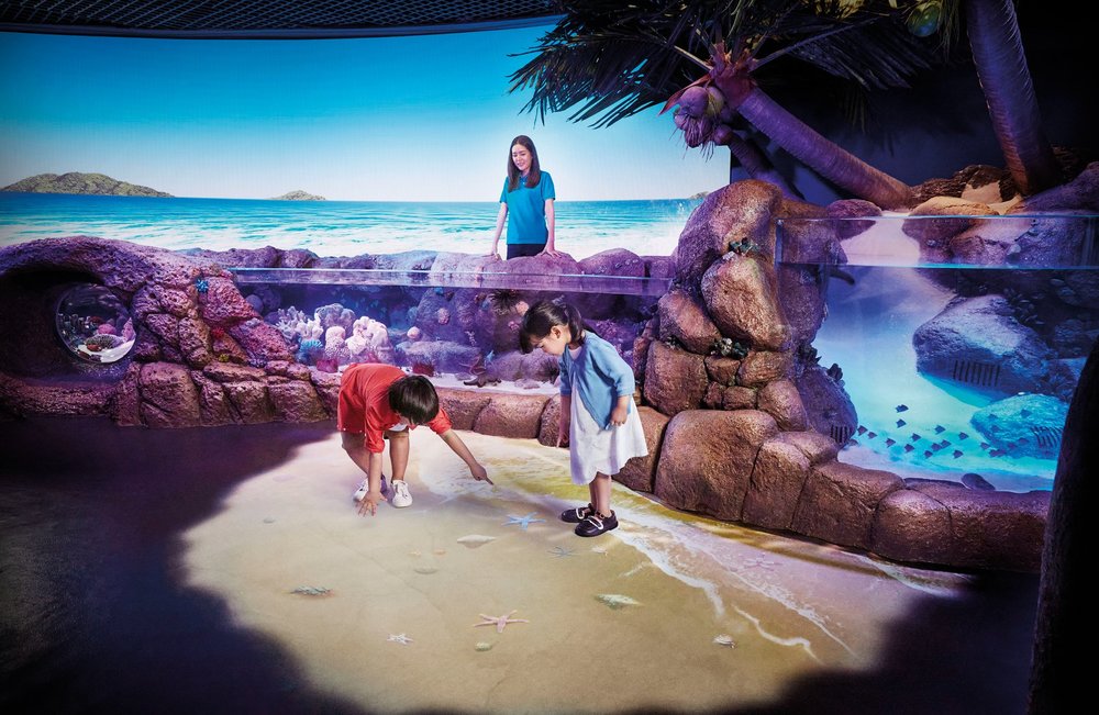 Rock Pool - Cơ Hội Chạm Tay Sự Sống Ven Biển