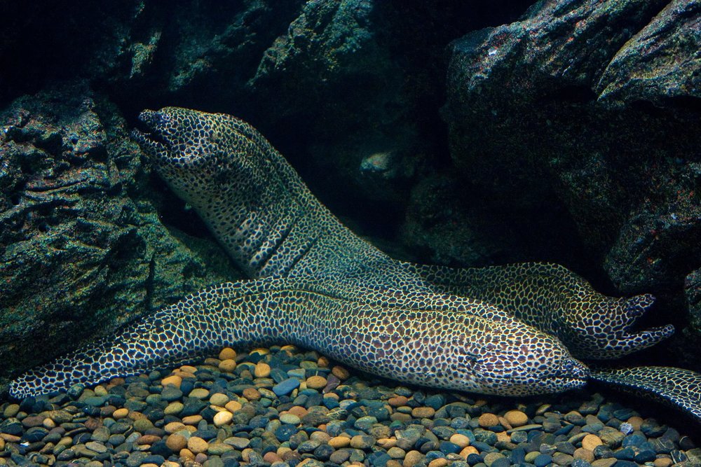 Tropical Ocean - Bể Cá Đại Dương Nhiệt Đới Khổng Lồ