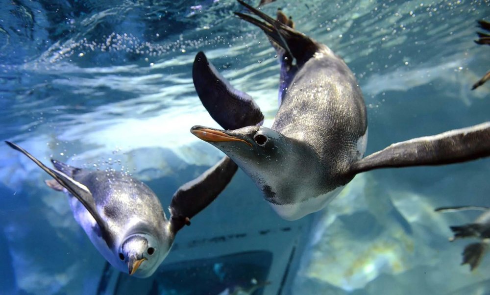 Penguin Ice Playground - Gặp Gỡ Những "Vận Động Viên" Bơi Lội