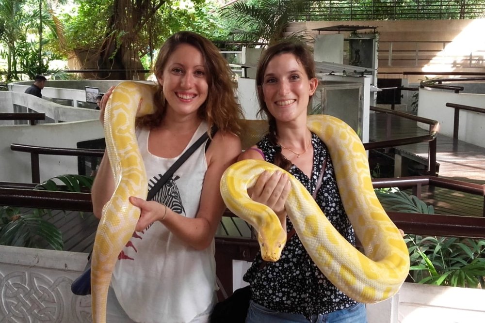 Buổi Chiều: Khám Phá Trại Rắn Hoàng Gia Thái Lan - Trải Nghiệm Độc Đáo Và Đầy Bất Ngờ