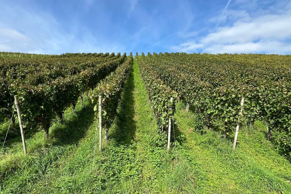 Thưởng Thức Hương Vị Rượu Vang Tại Marlborough Vineyards